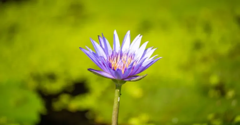 découvrez les résultats du shampooing violet pour neutraliser les reflets jaunes et raviver l'éclat de vos cheveux blonds ou gris.