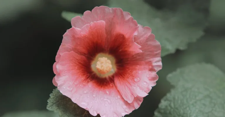 découvrez les secrets de la beauté naturelle, des conseils experts et des astuces pour sublimer votre peau, vos cheveux et votre bien-être au quotidien.