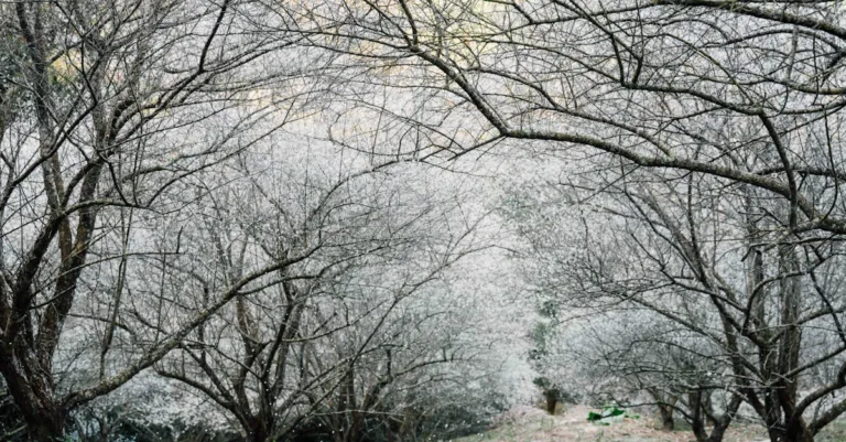 découvrez les secrets de la beauté intemporelle : conseils, astuces et tendances pour sublimer votre peau et votre style au quotidien.