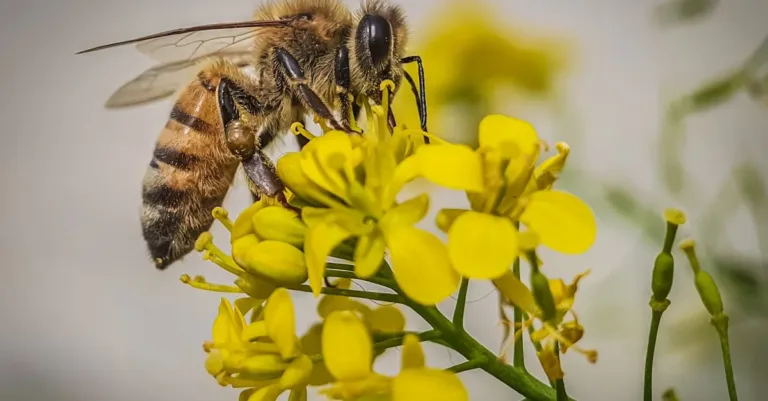 découvrez les bienfaits du pollen d'abeille, un super-aliment naturel riche en nutriments essentiels pour votre santé et votre vitalité.