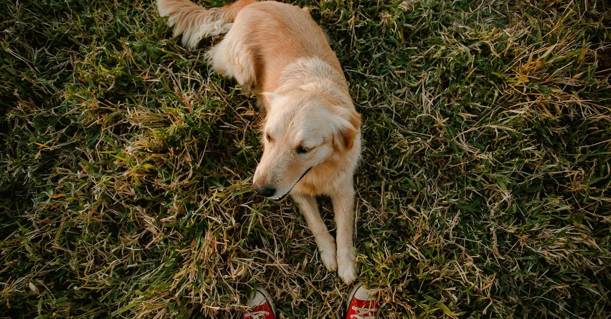 découvrez tout sur les yeux noisette : leur couleur unique, leur signification et comment mettre en valeur ce regard captivant.