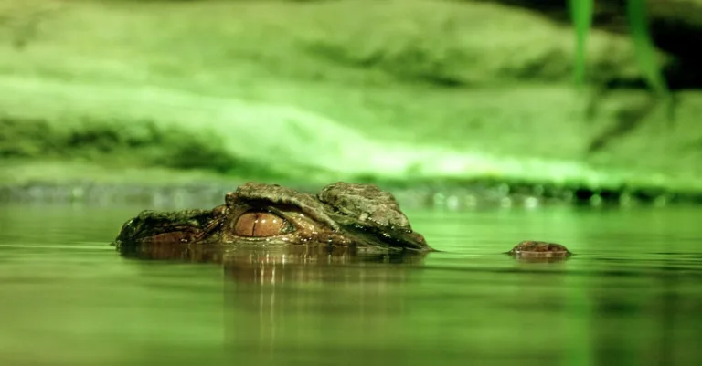 découvrez la beauté unique des yeux noisette, une couleur captivante et chaleureuse qui illumine le regard.
