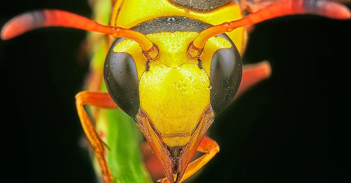 crème au venin d'abeille : soin naturel pour apaiser et revitaliser la peau, connue pour ses propriétés anti-inflammatoires et régénératrices.