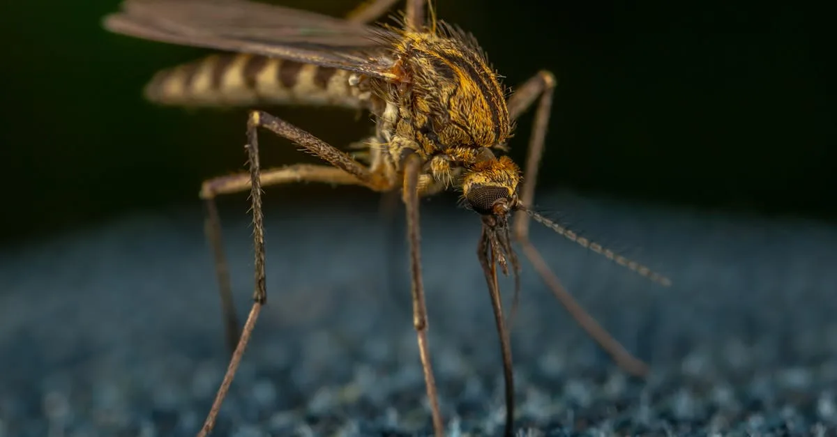 découvrez la durée de vie des moustiques, leurs facteurs influençant la longévité et comment ils évoluent au cours de leur cycle de vie.