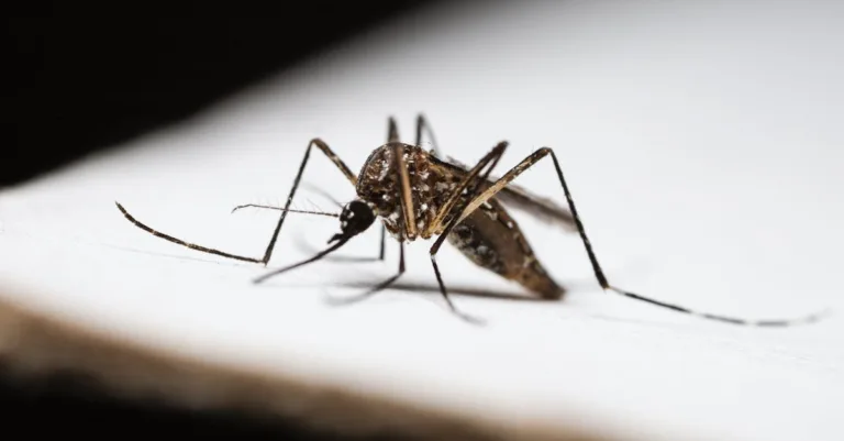 découvrez la durée de vie des moustiques, leurs phases de développement et les facteurs qui influencent leur longévité.