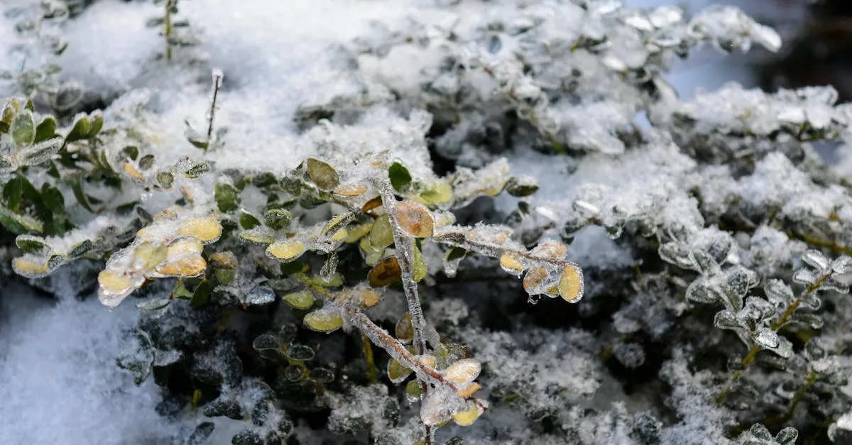 découvrez la croissance et la résistance au froid du pittosporum tenuifolium, un arbuste ornemental idéal pour vos jardins.