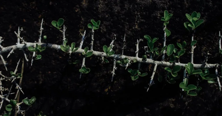 découvrez la croissance du pittosporum tenuifolium et sa résistance au froid pour optimiser sa culture dans votre jardin.