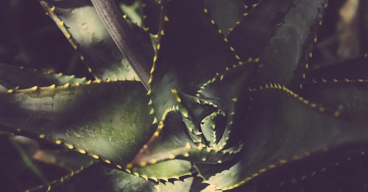 découvrez les bienfaits de l'aloe vera pour la peau, la digestion et le bien-être général grâce à ses propriétés naturelles apaisantes et réparatrices.