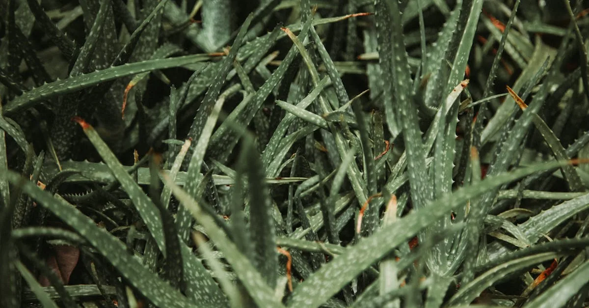 découvrez les bienfaits de l'aloe vera pour la peau, la digestion et la santé générale grâce à ses propriétés apaisantes et hydratantes naturelles.