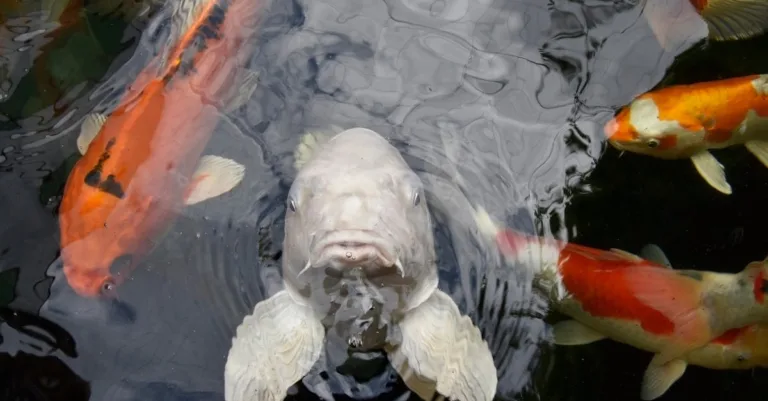 découvrez l'aquaponie, une méthode durable combinant aquaculture et culture hydroponique pour une production alimentaire écologique et efficace.