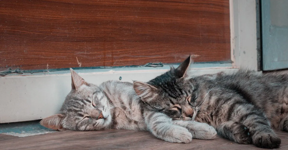 découvrez nos conseils pratiques pour une cohabitation harmonieuse avec votre chat et assurer son bien-être au quotidien.