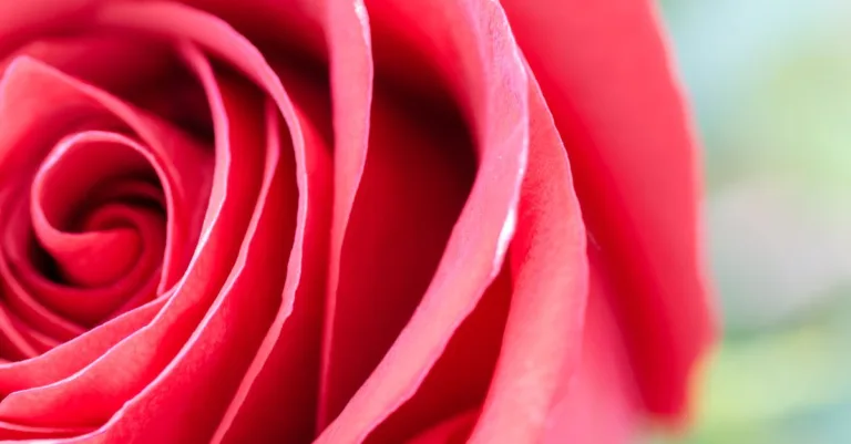 découvrez tout ce qu'il faut savoir sur la rosacée, ses symptômes, causes et traitements efficaces pour mieux gérer cette affection cutanée.