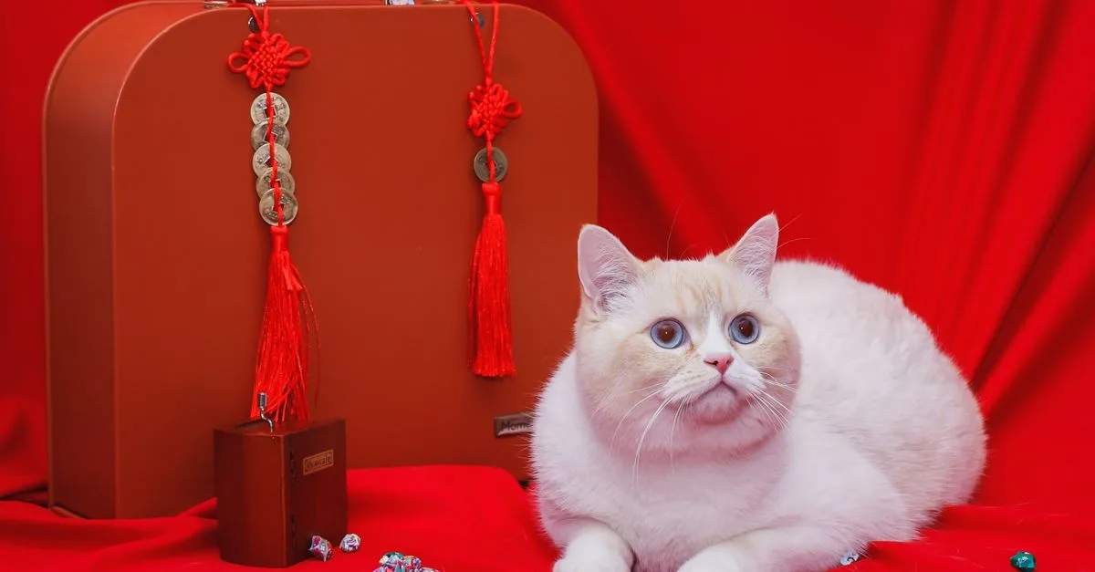 découvrez les caractéristiques et la signification du signe du zodiaque chinois pour l'année 1998, une année placée sous le signe du tigre. analyse des traits de personnalité, compatibilités et prédictions.