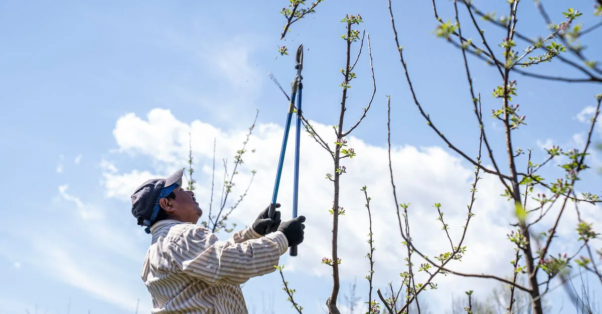 découvrez nos conseils pratiques et techniques pour tailler efficacement vos plantes, favoriser leur croissance et maintenir leur santé tout au long de l'année.