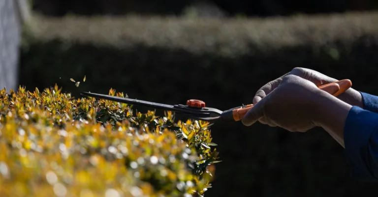 découvrez les techniques essentielles de la taille des plantes pour favoriser leur croissance, améliorer leur santé et sublimer votre jardin.